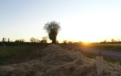 1 050 arbres plantés au Domaine du Haut Puiset : l’agroforesterie au service de nos vignes
